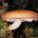 Sivun Lentinula aciculospora J. L. Mata & R. H. Petersen 2000 kuva