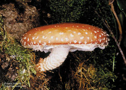 Image de Lentinula aciculospora J. L. Mata & R. H. Petersen 2000