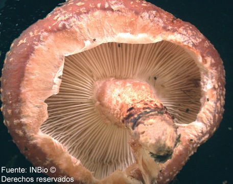 Image of Lentinula aciculospora J. L. Mata & R. H. Petersen 2000