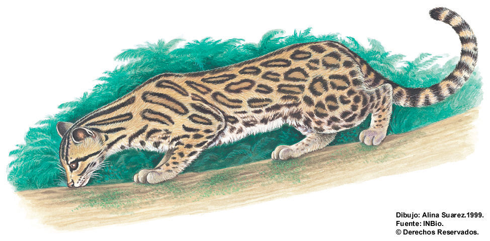 Image of Margay