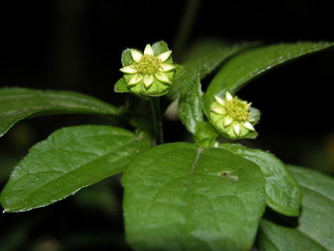 Image of Melampodium costaricense Stuessy