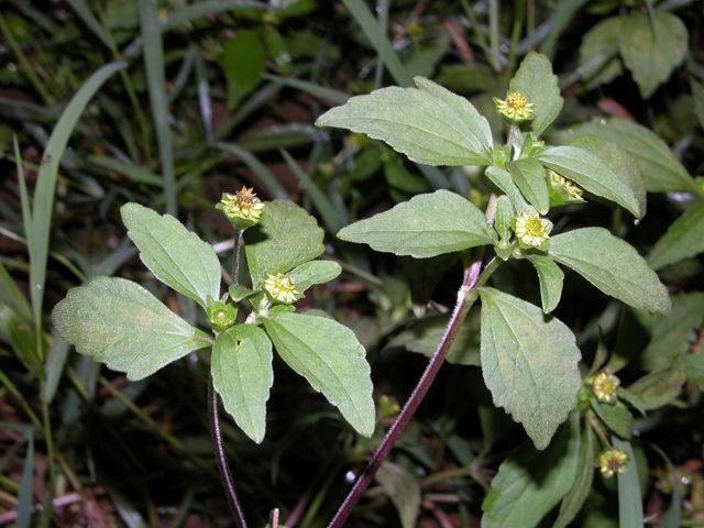 Image of Melampodium costaricense Stuessy