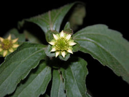 Image of Melampodium costaricense Stuessy