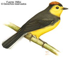 Plancia ëd Myioborus torquatus (Baird & SF 1865)