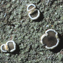 Image de Malmidea psychotrioides (Kalb & Lücking) Kalb, Rivas Plata & Lumbsch