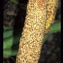 Image of Monstera lentii Croat & Grayum