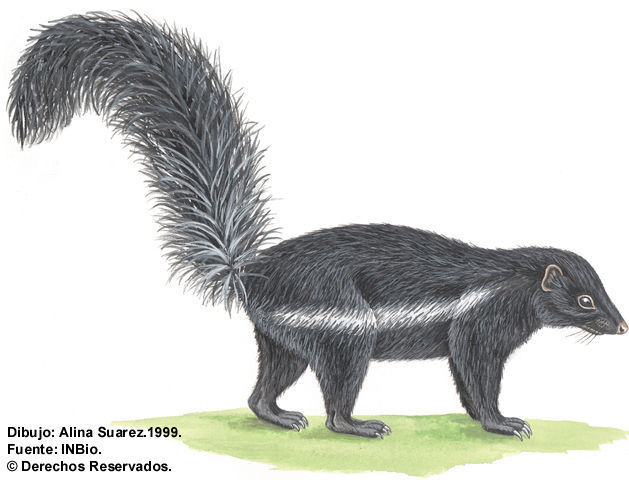 Image of Hooded Skunk