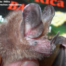 Image of Common Big-eared Bat