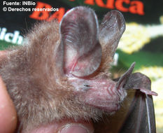 Image of big-eared bat