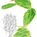 Image of <i>Opuntia cochenillifera</i> (L.) Mill.