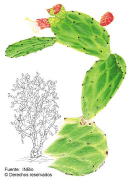 Image of <i>Opuntia cochenillifera</i> (L.) Mill.