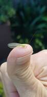 Image of Lacewing