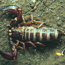 Image of Opisthacanthus valerioi Lourenço 1980