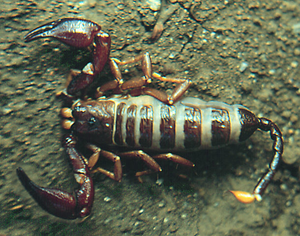 Image of Opisthacanthus valerioi Lourenço 1980