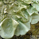 Image of parmotrema lichen