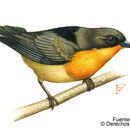 Image of <i>Parula gutturalis</i>