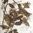 Paullinia pachycarpa Benth.的圖片