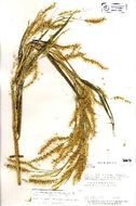 Image of <i>Pennisetum bambusiforme</i> (Fourn.) Hemsly ex B. D. Jackson