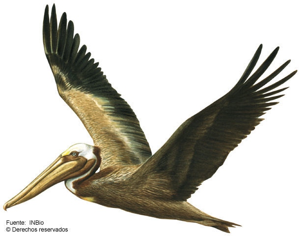 Image of pelicans