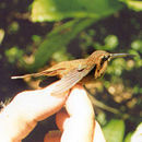 Image of Stripe-throated Hermit