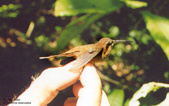 Image of Stripe-throated Hermit