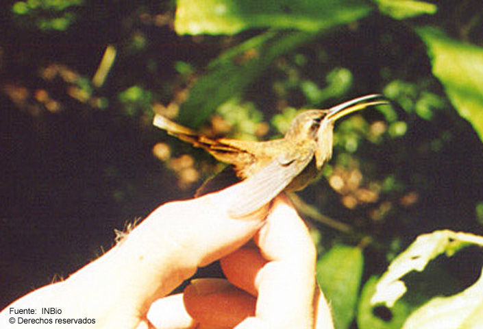 Image of Stripe-throated Hermit