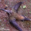 Image of Long-billed Hermit