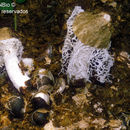 Image of Phallus atrovolvatus Kreisel & Calonge 2005