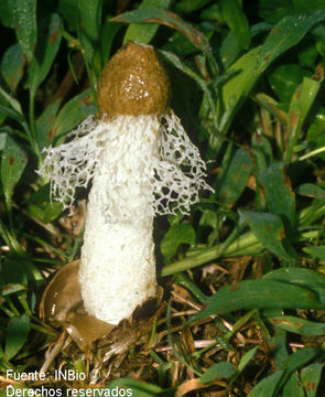 Image of Phallus atrovolvatus Kreisel & Calonge 2005