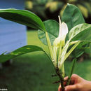 Image of Philodendron alliodorum Croat & Grayum