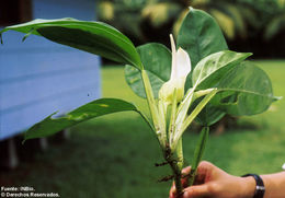 Sivun Philodendron alliodorum Croat & Grayum kuva