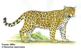 Image of Jaguar