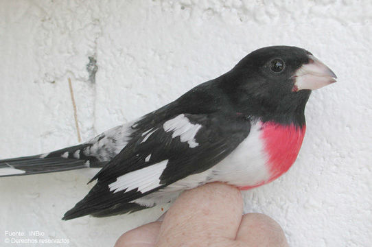 Image of Rose-breasted Grosbeak