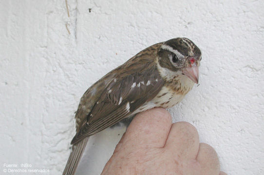 Image of Rose-breasted Grosbeak