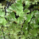 Image of Melliss' parmotrema lichen