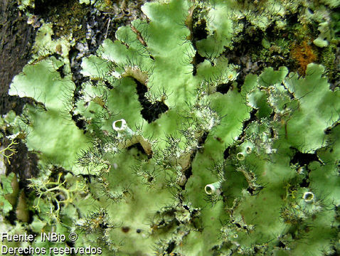 Image of Melliss' parmotrema lichen