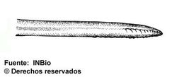 Image of Polycyrtus lidiae Zuniga 2004