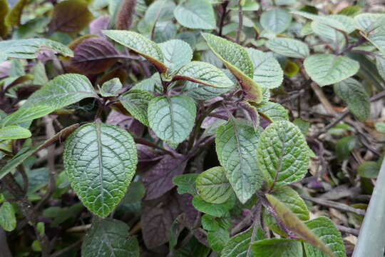 Image de Plectranthus ciliatus E. Mey.