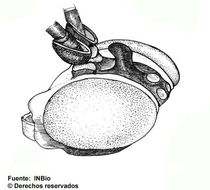 Image of Polycyrtus condylobus Zuniga 2004