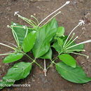 صورة Posoqueria latifolia (Rudge) Schult.