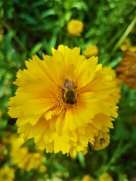 Image of largeflower tickseed