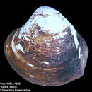 Image of Inflated Marsh Clam