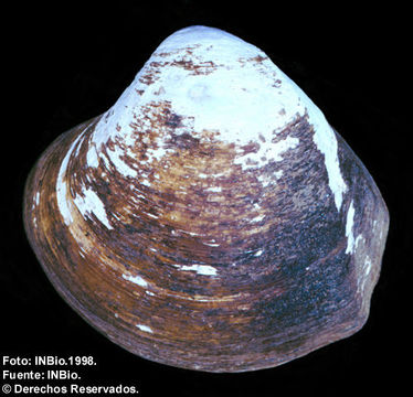 Image of Polymesoda inflata (Philippi 1851)