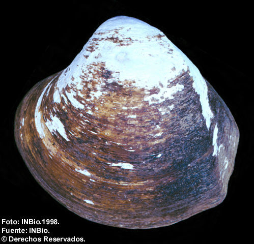 Image de Polymesoda inflata (Philippi 1851)