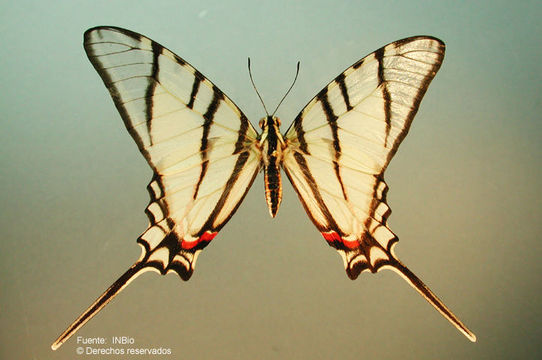 Image de Protographium epidaus (Doubleday 1846)