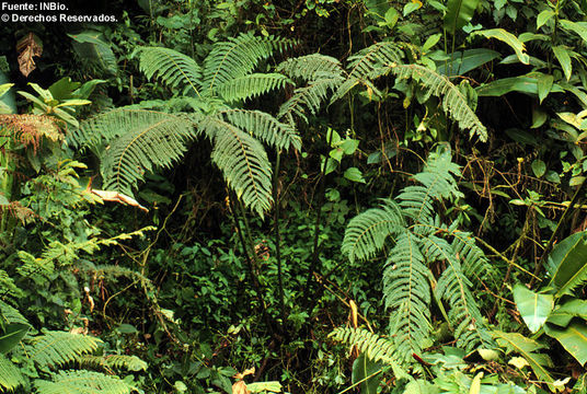 Sivun Pteris podophylla Sw. kuva