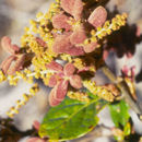 Image of Quercus costaricensis Liebm.