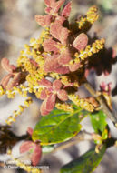 Image of Quercus costaricensis Liebm.