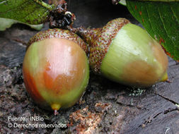 Image of Quercus costaricensis Liebm.