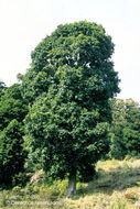 Image of Quercus costaricensis Liebm.